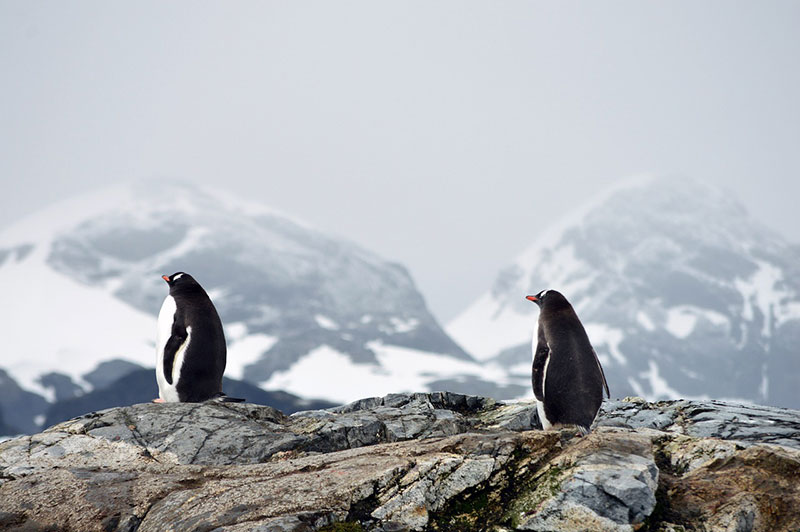 penguins 5602408 1280
