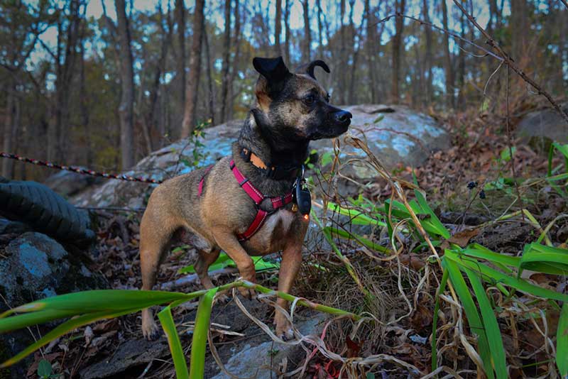 Princeton Tec Impulse Handheld 20L great for pets too