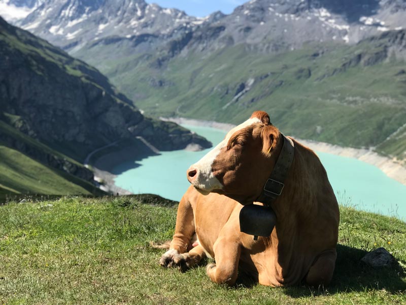 Valais trail running 16