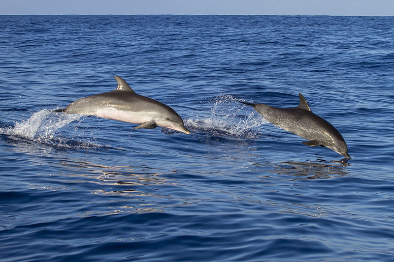 dolphins