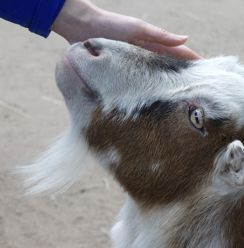 goat 5222536 1280