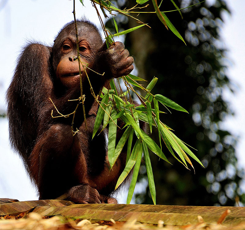 monkey 3095835 1280