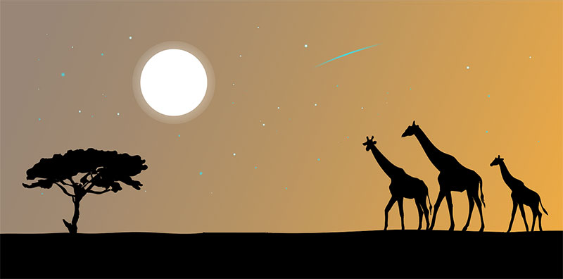 safari giraffe