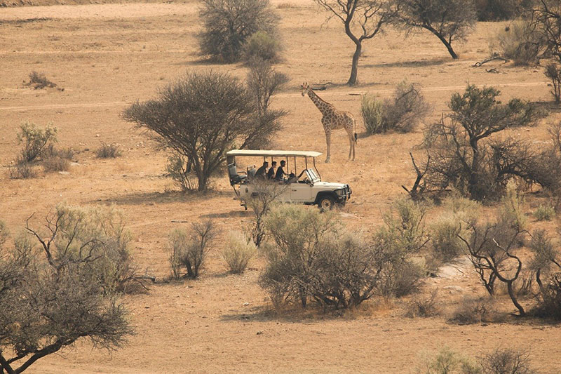 safari savannah